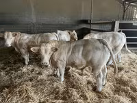 Býk, Charolais cattle — foto 2
