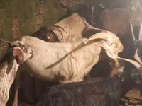 Koza, Nubian Goat — fotografija 4