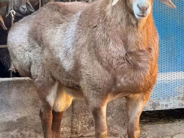 Ovan, Edilbay sheep