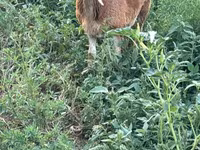 Хуц, Romanov sheep — 3 зураг