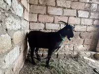 Kambing betina, Goats — foto 4