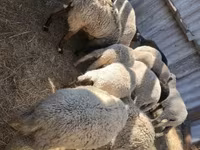 Biri-biri (lot, jantina tidak dinyatakan), Sheep — foto 1