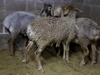 Ovce, Arashan sheep — foto 8