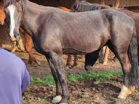 Kuda betina, Horse breed — foto 2