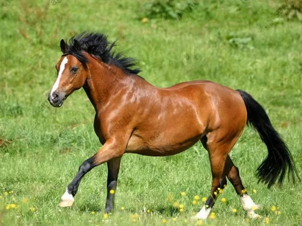 اسب (گروه، جنسیت مشخص نشده), Horse breed
