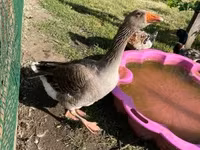 Geese — foto 3