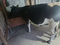 Vacă, Rasa Holstein — foto 1