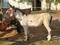 Hingst, Heste — foto 3