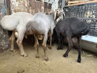 Beran, Arashan sheep — foto 7