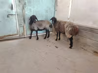 በግ, Sheep — ፎቶ 5