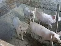หมูป่าตัวผู้, Крупная белая — รูปภาพ 4