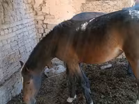 Cavalla, Cavalli — foto 1