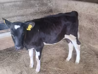 Krava, Russian Black pied cattle — foto 3