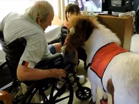 Kuda betina, Miniature horse — foto 4