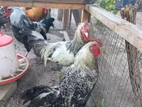 Chickens — عکس 2