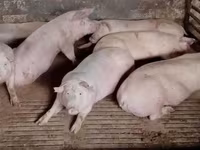 Propunem spre vânzare carne de porc proaspătă și deosebit de delicioasă. — foto 3