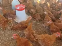 Chickens — լուսանկար 3