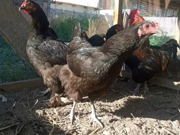 Chickens