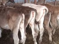 Ko, Simmental cattle — foto 4