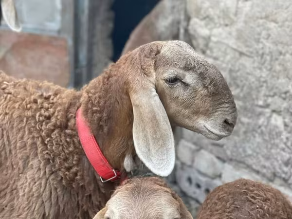 公羊, Arashan sheep