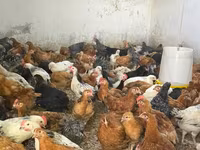 Chickens — foto 4