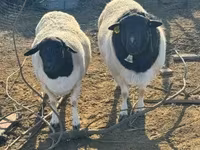 Beran, Dorper sheep — foto 2