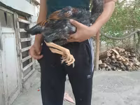 Chickens — عکس 1