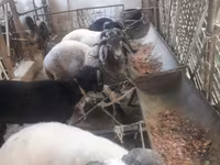 قوچ, گوسفند — عکس 8