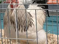 Brahma — zdjęcie 2