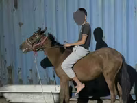 اسب نر, اسب — عکس 1