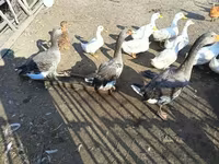 Geese — foto 1