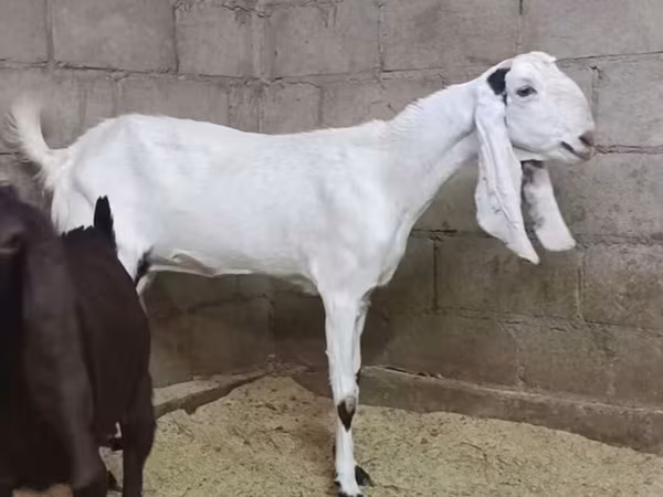 Koza, Kamori goats