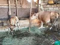 Lembu betina, Cattle — foto 2