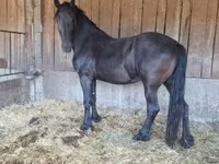 Kanca, Friesian — 3. fotó