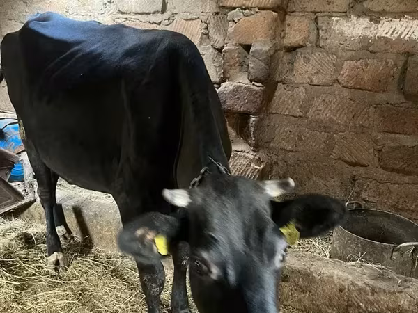 Mucca, Bovini