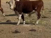 گاو نر, Swiss cattle — عکس 1