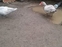 Ducks — foto 6