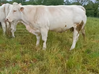 Корова, Charolais cattle — фото 4