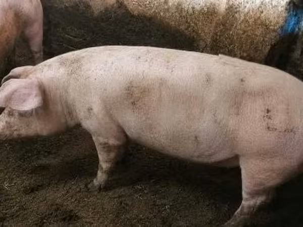 Sow,  — Hungary