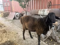 Pecora, Pecore — foto 4