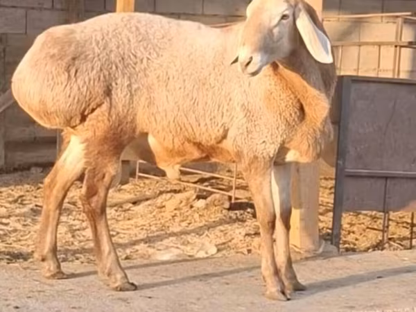 Koç, Hissar sheep