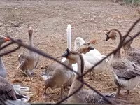 Geese — Foto 6