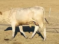 Boğa, Charolais cattle — foto 1