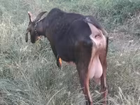 Goat, Nubian Goat — photo 3