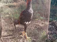Chickens — photo 4