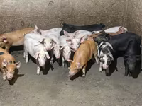 암퇘지, 돼지 — 사진 2