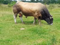 Taureau, Partenaise cattle — photo 7