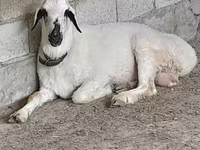 قوچ, Edilbay sheep — عکس 1