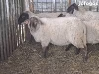 Schaap, Ile-de-France sheep — foto 2