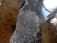 ஆண் ஆடு, ஆடுகள் — புகைப்படம் 2